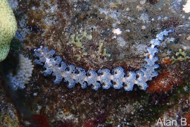 Blue Dragon, Pteraeolidia semperi Blue Dragon, Pteraeolidia semperi