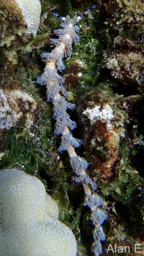 Blue Dragon, Molokini Maui