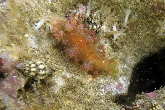 Blue Octocoral Nudibranch