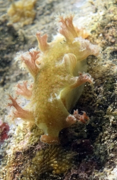 Blue Octocoral Nudibranch