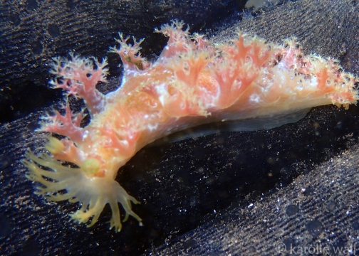 Blue Octocoral Nudibranch