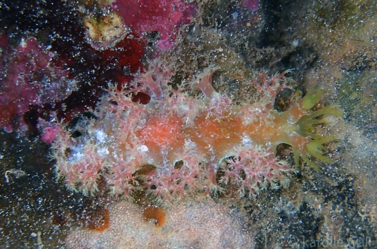 Marionia hawaiiensis