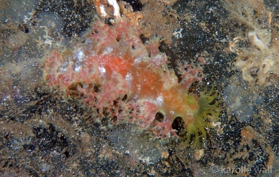 Blue Octocoral Nudibranch
