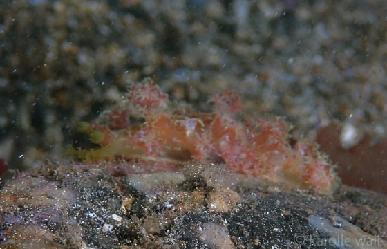 Marionia hawaiiensis