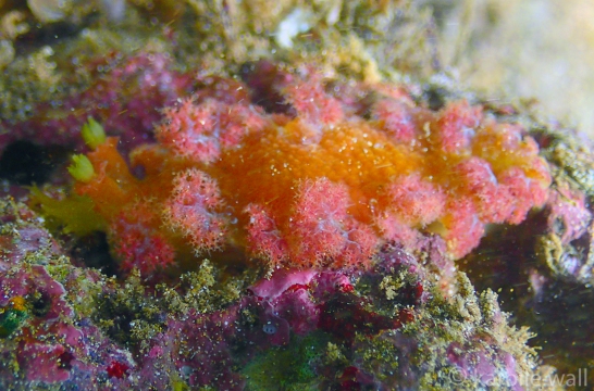 Blue Octocoral Nudibranch
