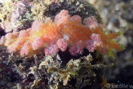 Marionia hawaiiensis Marionia hawaiiensis