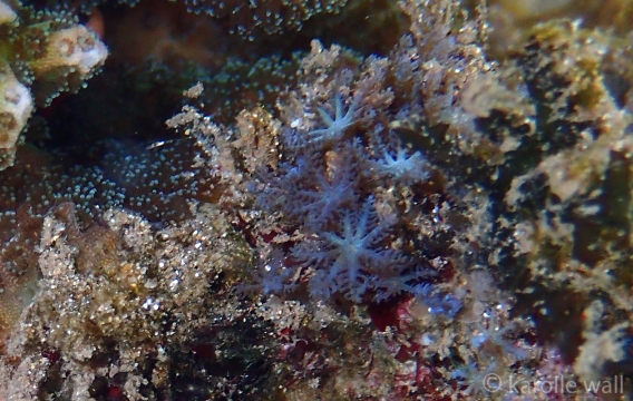Blue Octocoral on which Marionia hawaiiensis feeds