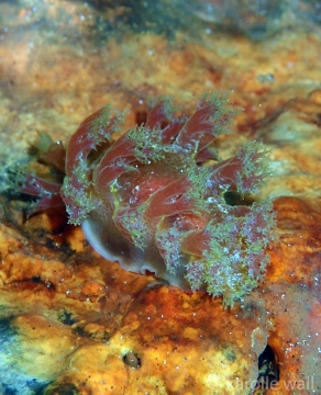 Blue Octocoral Nudibranch
