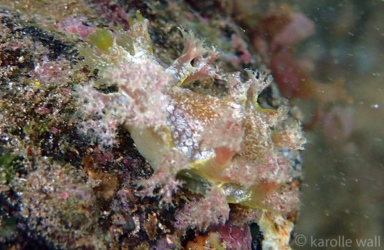 Marionia hawaiiensis