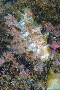 Marionia hawaiiensis