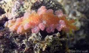 Marionia hawaiiensis