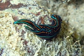 Chelidonura hirundinina Chelidonura hirundinina