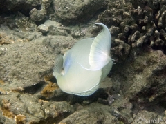 Dorsal Spines (or scapel) Flaired