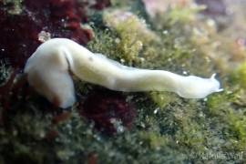 Boninia sp. ? Boninia sp. ?