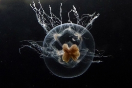 Bougainvillia sp. Bougainvillia sp.