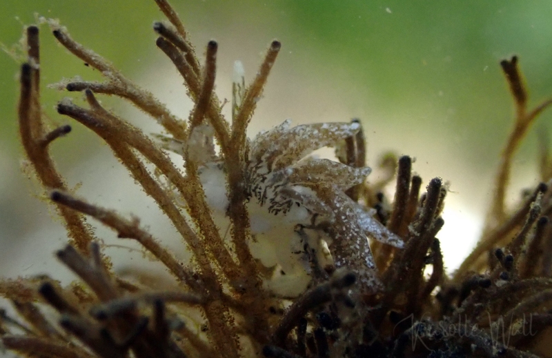 Branched Sapsucker, Placida dendritica