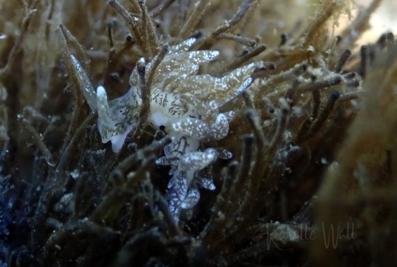 Branched Sapsucker, Placida dendritica