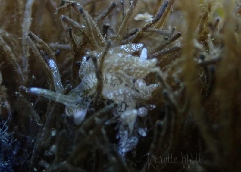 Branched Sapsucker, Placida dendritica