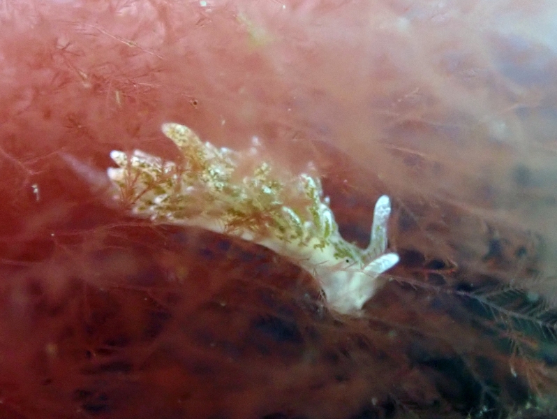Branched Sapsucker, Placida dendritica