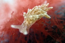 Branched Sapsucker, Placida dendritica