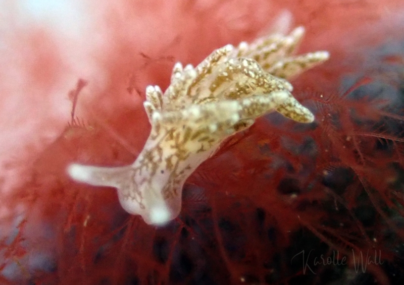 Branched Sapsucker, Placida dendritica