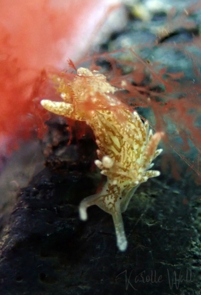 Branched Sapsucker, Placida dendritica