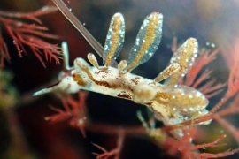 Brown-streaked, Sapsucker, Stiliger fuscovittatusP6130961-Brown-streaked-Sapsucker-Stiliger-fuscovittatus Brown-streaked, Sapsucker, Stiliger fuscovittatusP6130961-Brown-streaked-Sapsucker-Stiliger-fuscovittatus