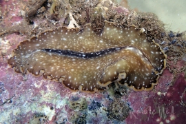 Bulaceros newcannorum Bulaceros newcannorum