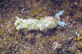 Bulbaeolidia alba Bulbaeolidia alba