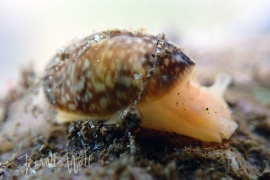 Bulla peasiana Bulla peasiana