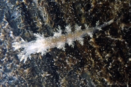 Branched Dendronotus Branched Dendronotus