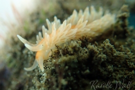 Cacao Aeolid, Anteaeolidiella cacaotica Cacao Aeolid, Anteaeolidiella cacaotica