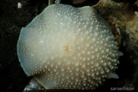 Cadlina Jannanicholsae Cadlina Jannanicholsae