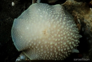 Cadlina Jannanicholsae