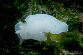 White Berthella, Boreoberthella chacei White Berthella, Boreoberthella chacei
