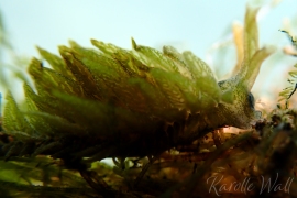 Caliphylla sp. 1 Caliphylla sp. 1