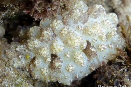 BW-Cardinal-Nudibranch BW-Cardinal-Nudibranch