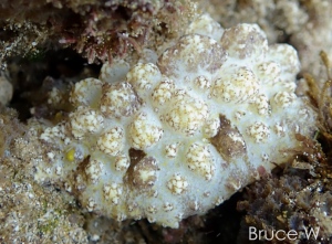 BW-Cardinal-Nudibranch