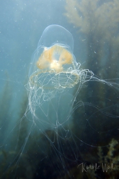 Catablema multicirratum