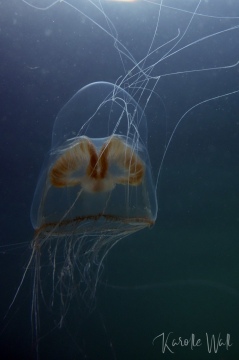 Catablema multicirratum