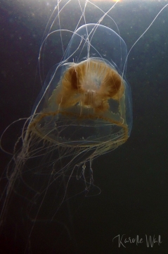 Catablema multicirratum