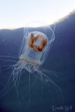 Catablema multicirratum