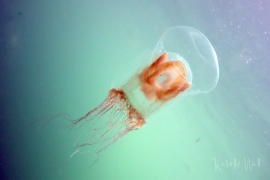 Catablema multicirratum Catablema multicirratum