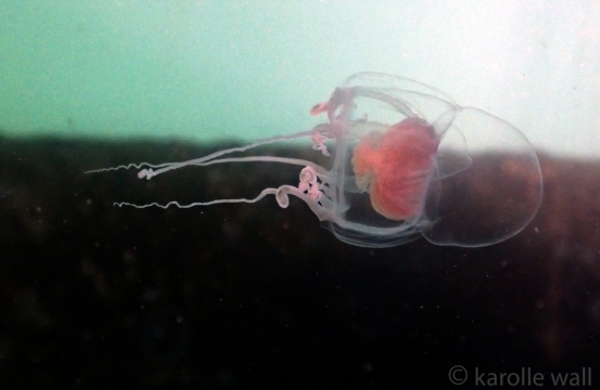 Catablema vesicarium ssp. nodulosum