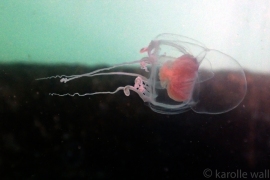 Catablema vesicarium ssp. nodulosum Catablema vesicarium ssp. nodulosum