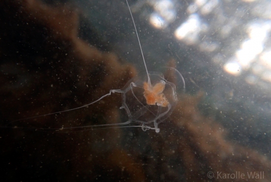 Catablema vesicarium ssp. nodulosum