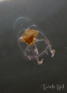 DSC3276-Catablema-vesicarium-ssp.-nodulosum