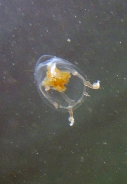 Catablema vesicarium ssp. nodulosum