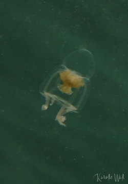 Catablema vesicarium ssp. nodulosum