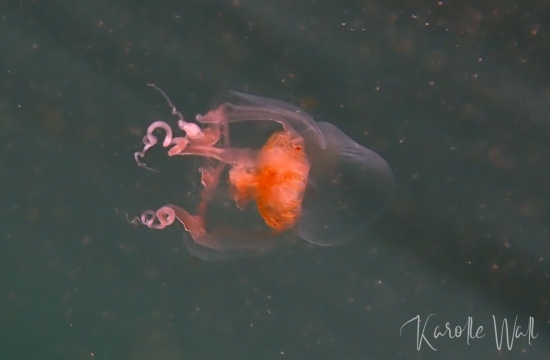 P4011271-tall-top-jelly